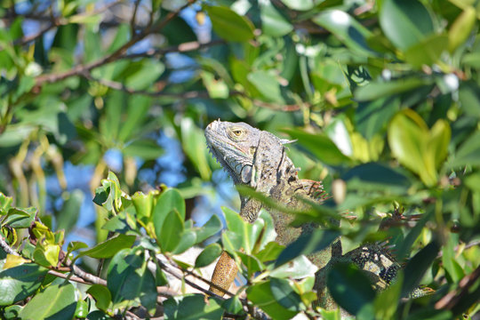 Adult Iguana male warming in the sun in the dense mangrove forest