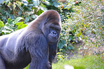 Big gorilla at the rainforest
