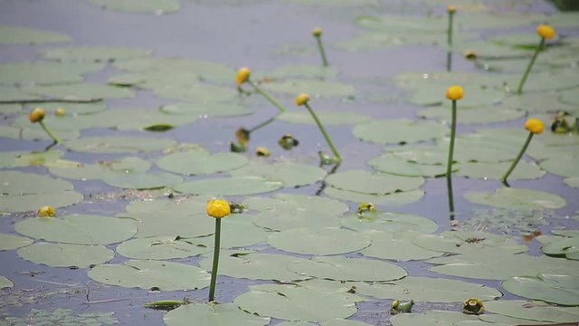 Water lily with green leaves on the lake