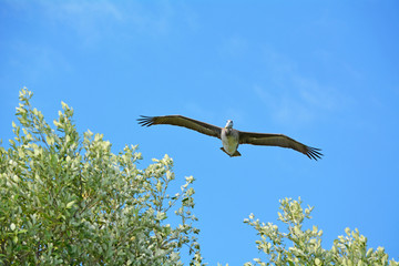 Flying pelican with blue sky background