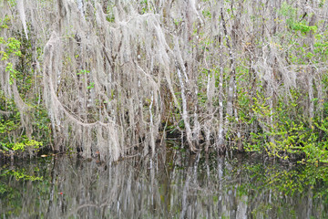 Mangrove forest at the summer season