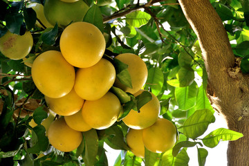 Grapefruit tree - Citrus X paradisi.
