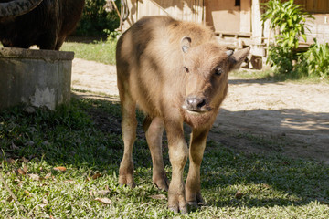 Calf, baby buffalo is standing near the stall