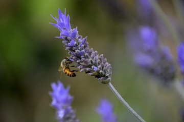 Lavender plower and bee