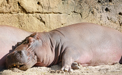 Fototapeta premium Big and funny sleeping hippo