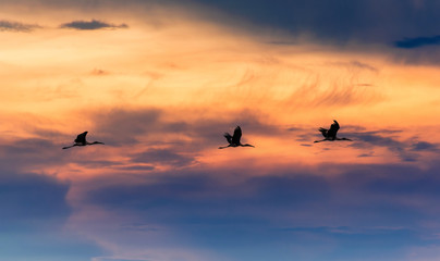 Silhouetted Birds Flying in the Sunset Sky