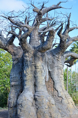 Big and aged baobab tree