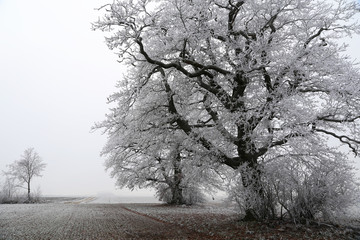 Winter landscape / Frosty morning. Trees covered with hoarfrost