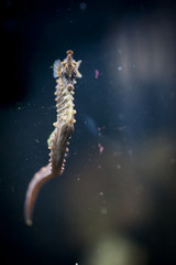 Hippocampe