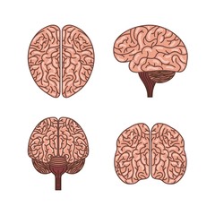 icon set of human brains icon over white background. colorful design. vector illustration