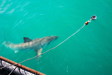 Great white shark (Carcharodon carcharias), Gansbaai, South Africa