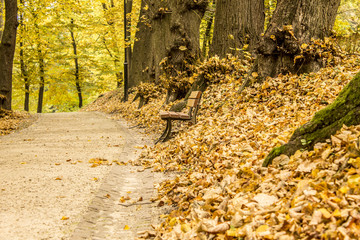 Bench in the park Autumn dry leaves