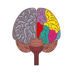 human brain with two cerebral hemispheres icon over white background. colorful design. vector illustraiton