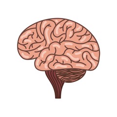 human brain organ icon over white background. colorful design. side view. vector illustration