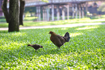Chickens eating in the middle of the lawn.
