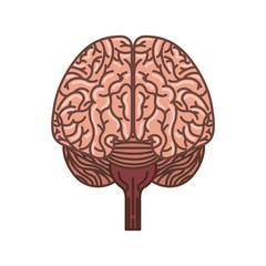 human brain organ icon over white background. colorful design. vector illustration