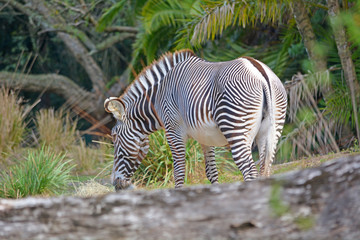 Single zebra in the wild
