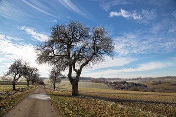 Winter Landscape / Winter without snow .