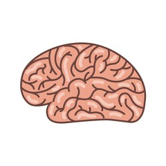 human brain organ icon over white background. colorful design. side view. vector illustration