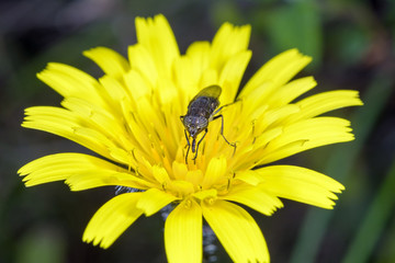 Small Fly on yellow flower / Small country fly in the spring on the bright yellow flower.