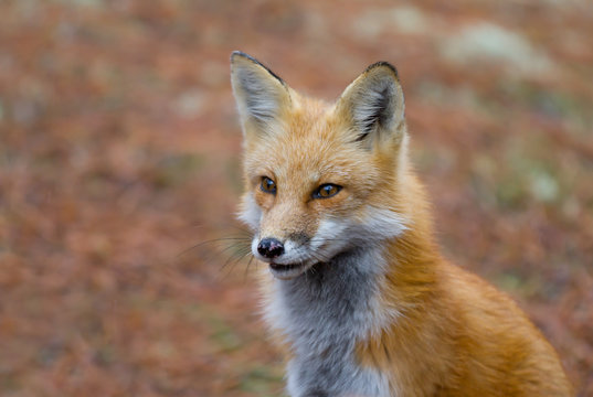 Red fox (Vulpes vulpes) in autumn in Algonquin Park, Canada