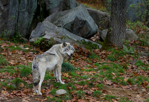 Timber wolf or Grey Wolf (Canis lupus) walking in autumn in Canada