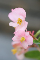pollen of pink flower on blur background, macro shot