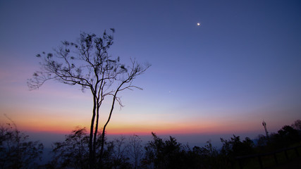Fototapeta na wymiar lonely tree with twilight sky sunset and sunrise time