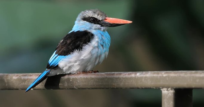 4K UltraHD A Blue Breasted Kingfisher, Halcyon malimbica from West Africa