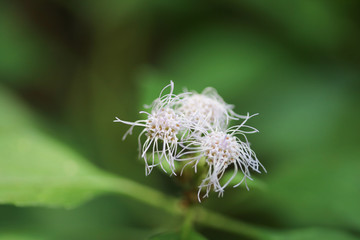 pollen of white flower on blur background, macro shot