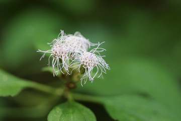 pollen of white flower on blur background, macro shot