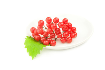 Branch ripe viburnum isolated on a white background cutout