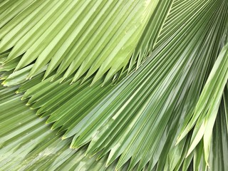 Green palm leaf background texture