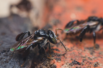 little bee. stingless bee.