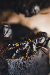 little bee. stingless bee.
