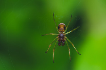 spider on web
