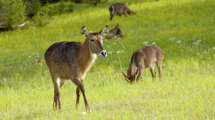 Naklejka na ściany i meble Female Waterbuck Antelope walking across grassland