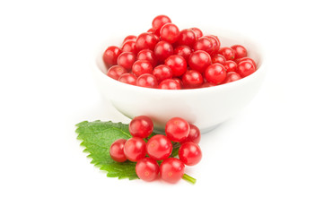 Branch of red viburnum berries
