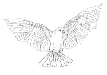 Dove in free flight. Isolated vector on white background.