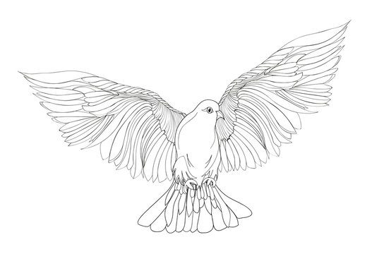 Dove in free flight. Isolated vector on white background.