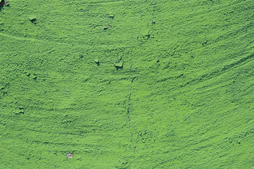 green grunge cement background. greenery, color of the year 2017. Pantone