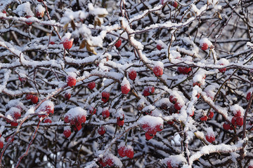 Dogrose berries under the snow