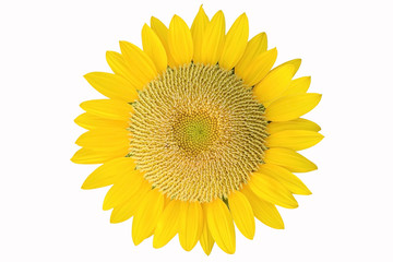 Naklejka premium Single sunflower isolated on white background