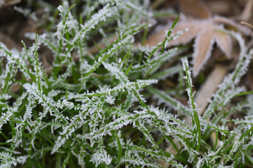 霜がついた草