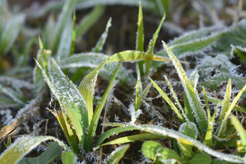 霜がついた草霜がついた草