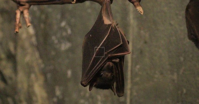 4K UltraHD An Egyptian Fruit Bat, Rousettus aegyptiacus