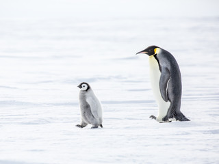 Naklejka na ściany i meble Emperor Penguins on the frozen Weddell Sea in Antarctica