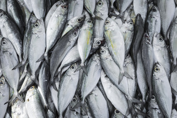 Obraz premium Fresh fish at local Sri Lanka market.