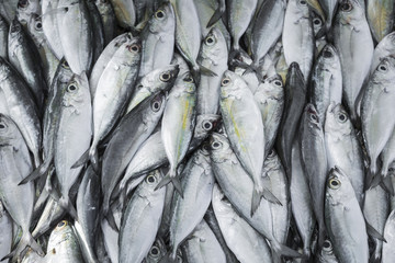 Fresh fish at local Sri Lanka market.