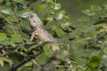 Lizard close up macro animal portrait